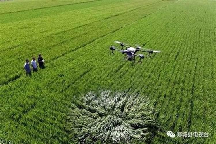 无花果树能用芸苔素吗？