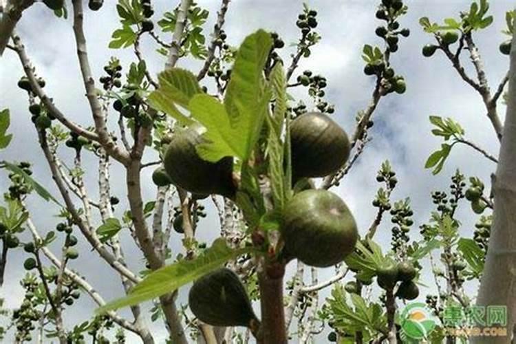 怎么给无花果施肥最好