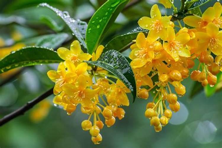 桂花树施肥用什么肥料