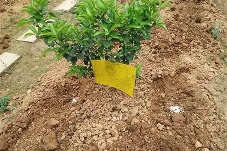 水溶肥果树灌根正确方法