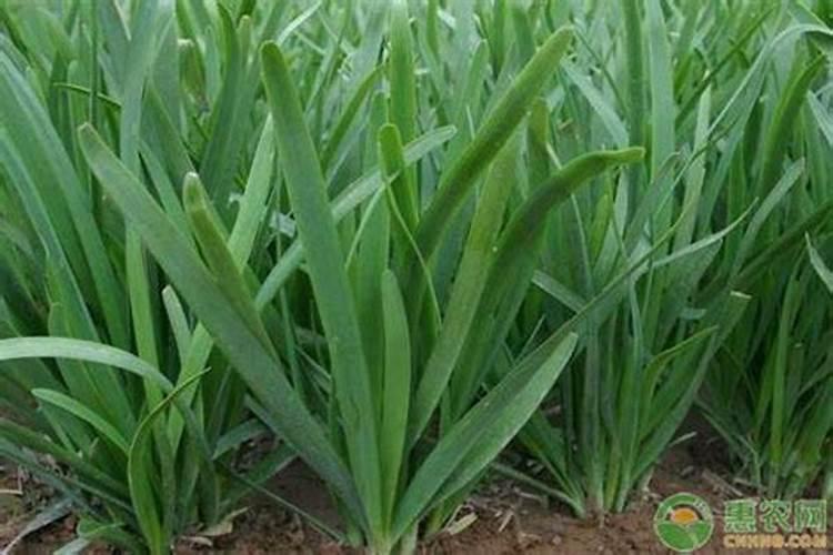 韭菜用什么肥料长得又肥又壮