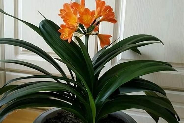 君子兰怎样浇水施肥