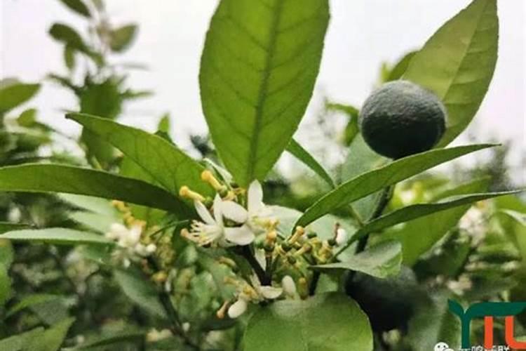 沃柑花期如何施肥保花保果？