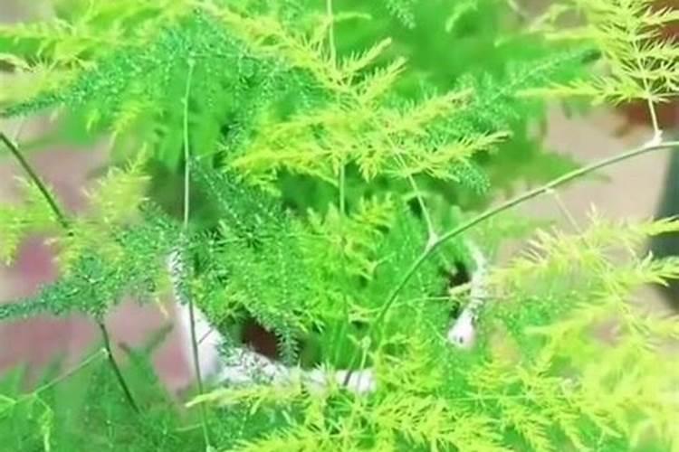 文竹喜欢什么肥料