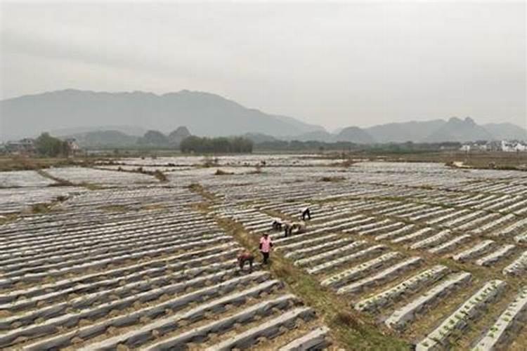 小香葱施什么肥料长得粗壮