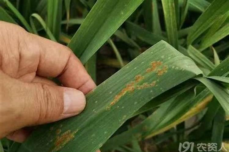 大蒜锈病用什么药效果最好