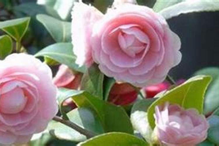 山茶花掉叶子怎么回事,应怎么处理