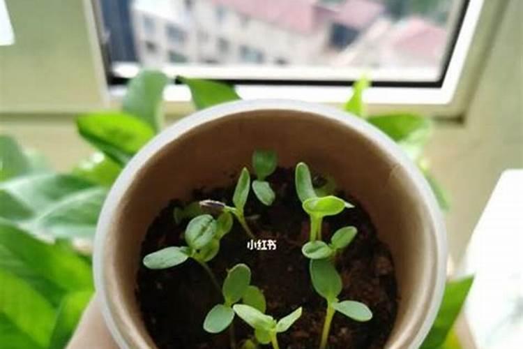 葡萄发芽是否喷叶面肥