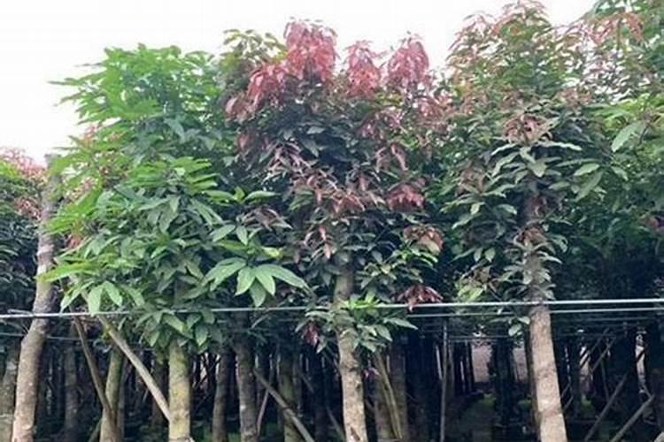 果树秋季施肥最佳时间