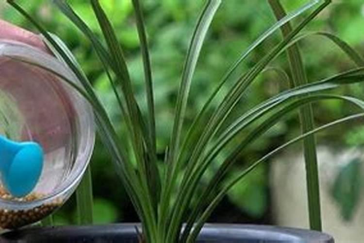 兰花需要哪些肥料