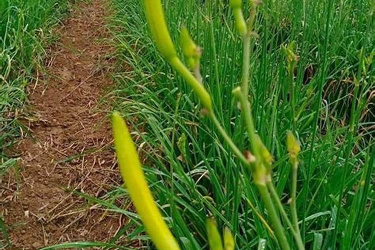 黄花菜怎么采摘养护来年能高产