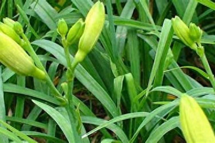 黄花菜正确施肥方法