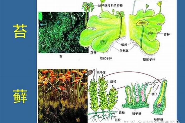 有青苔了可以用磷肥肥水吗
