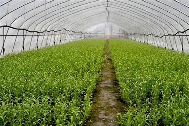 氮肥不兑水,直接埋土里行吗