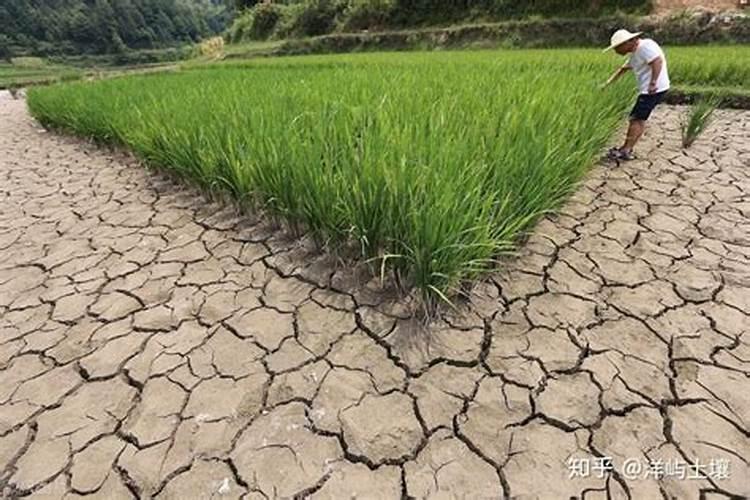 氮肥的使用方法和技巧