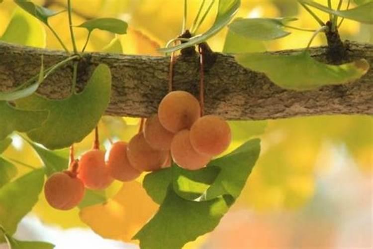 什么原因导致银杏树叶出现干边,焦边现象