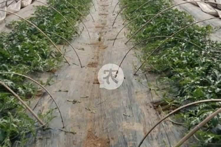 佛手瓜怎样管理可以早开花