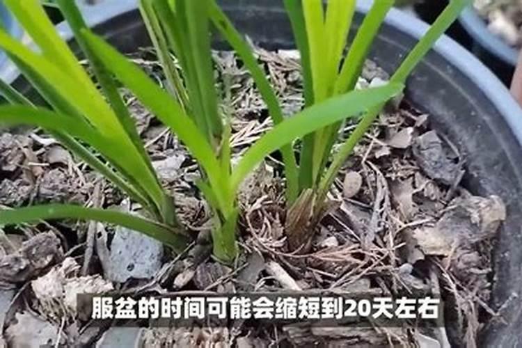 兰花上盆后多久施肥