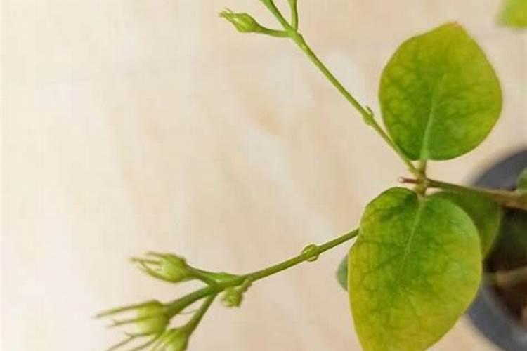 茉莉花开败后如何正确养护