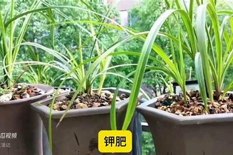 蟹爪兰开花应该用什么肥料 磷钾肥能促进花芽分化
