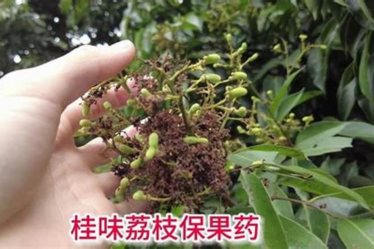 芸苔素内酯在荔枝上的应用间隔期多久？