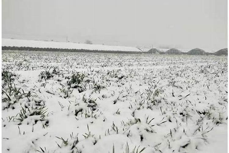 稻苗发黄怎么回事