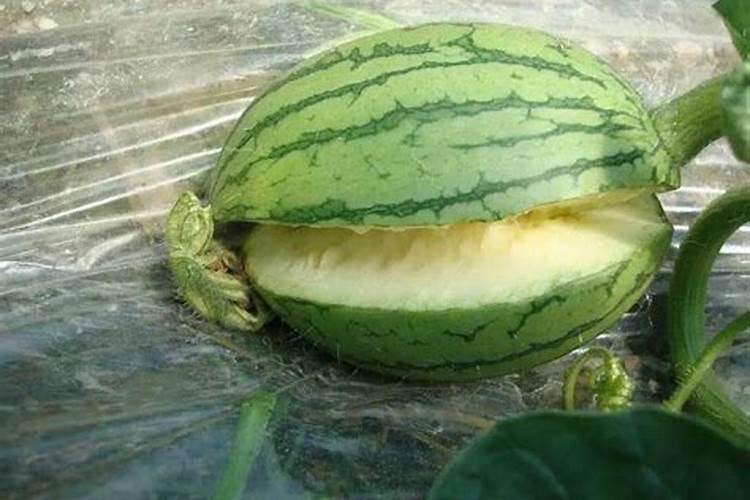 哪些植物需要钾肥