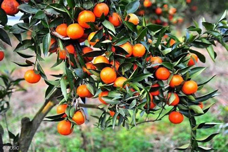 春季柑橘琳树发芽前可以喷施硼肥吗？