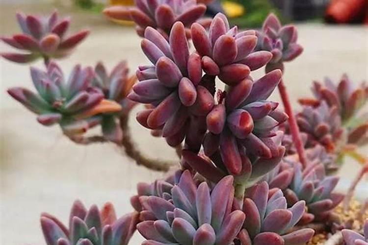 什么花用中微量元素肥