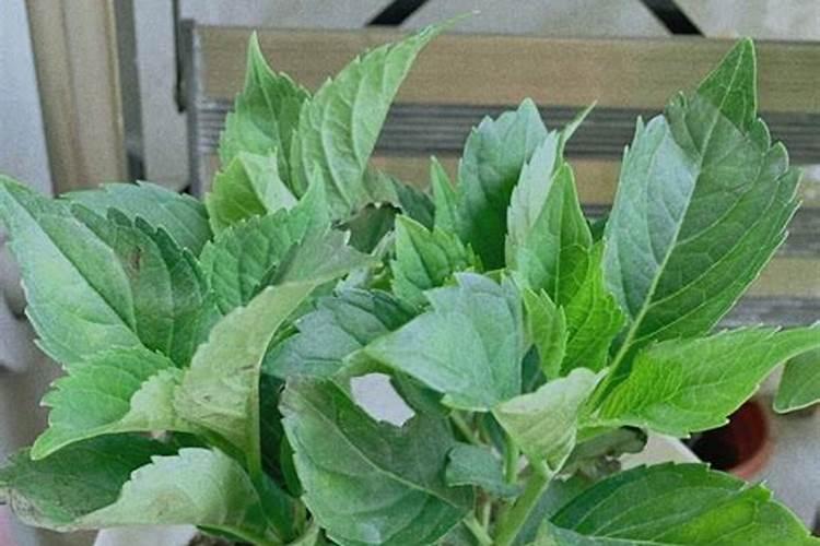 铁树盆景在家中养护时,浇什么肥料最好？