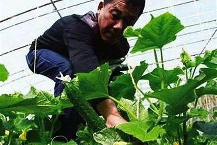 黄瓜挂果期用什么化肥好？黄瓜结果期追施什么肥料好？