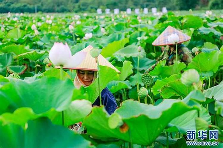 太空莲什么时候种八月份太空莲管理方法