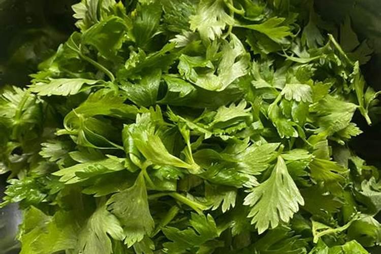 如何防治芹菜叶柄开裂