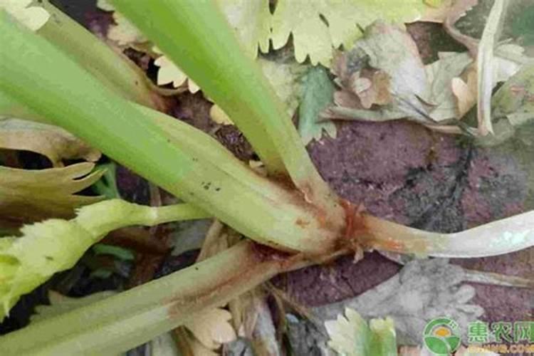 芹菜叶柄开裂影响产量,防治方法有哪些？
