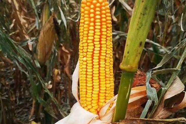 下雨时可以给果树散水溶肥吗？