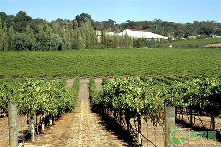 葡萄打什么叶面肥上色快