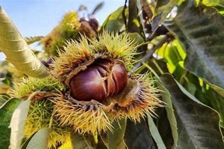 板栗施硼肥,板栗施硼肥有什么技巧？