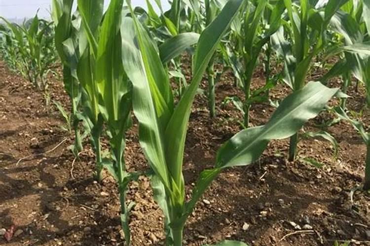 芹菜的施肥时间和方法