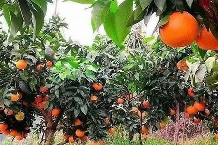 脐橙有哪些专用肥 如何进行施肥