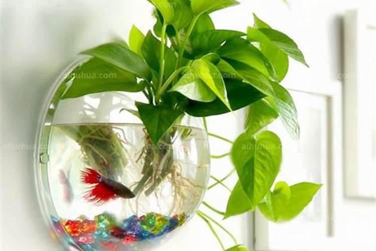 芹菜施什么肥好