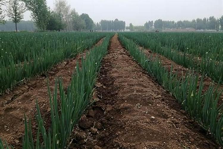 种大葱用什么肥料,肥料用多了怎么办