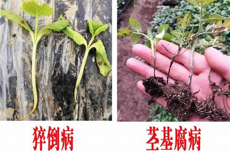 蔬菜幼苗移栽后多久可以施肥