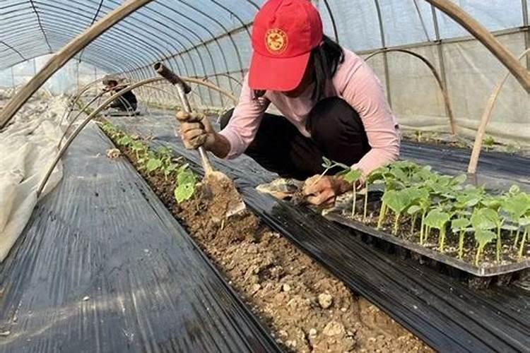 蔬菜苗种多久施肥 蔬菜苗长多久后施肥最合适