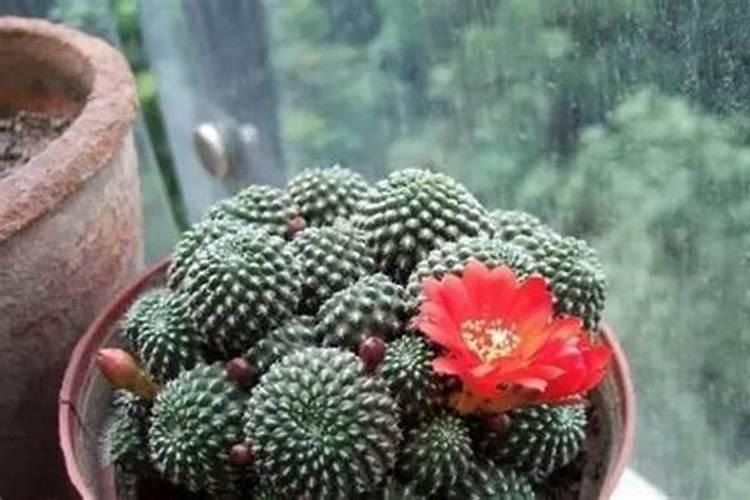 花苗移栽后什么时候施肥