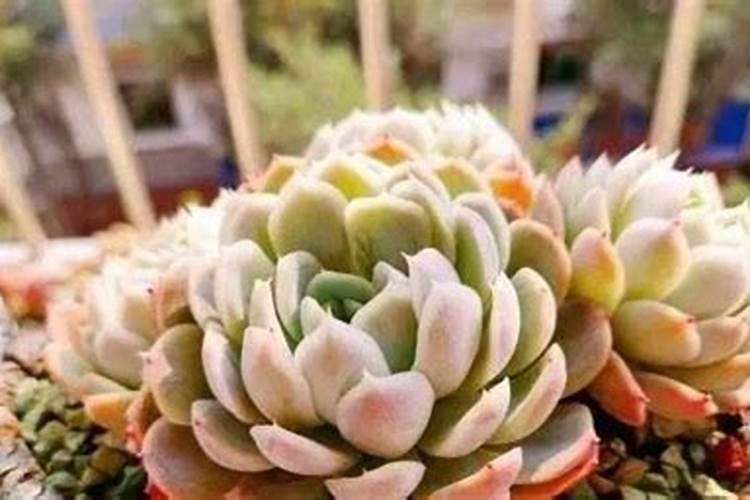 我想问一下花土栽多久能施肥？