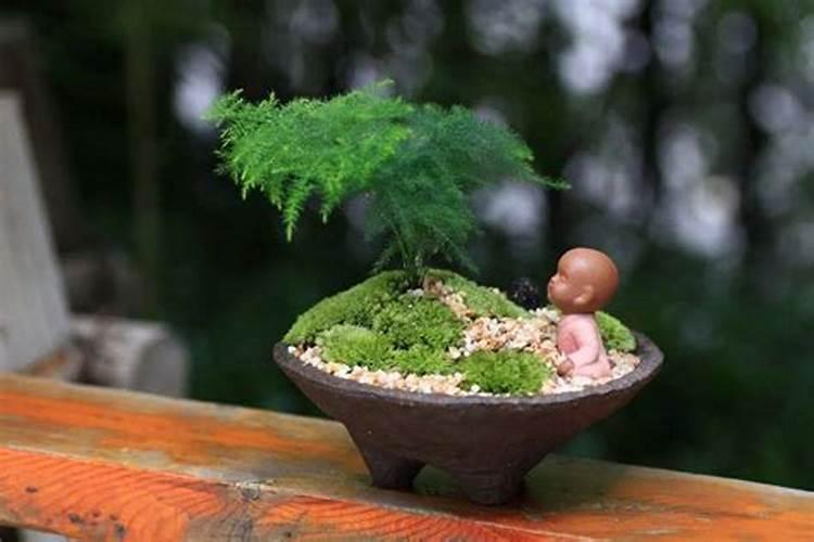 文竹用什么肥料好