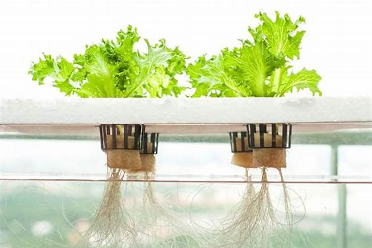 水培植物施肥方法和注意事项 水培植物施肥方法和注意事项分别有哪些