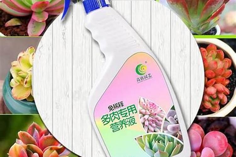 多肉植物一般用什么肥