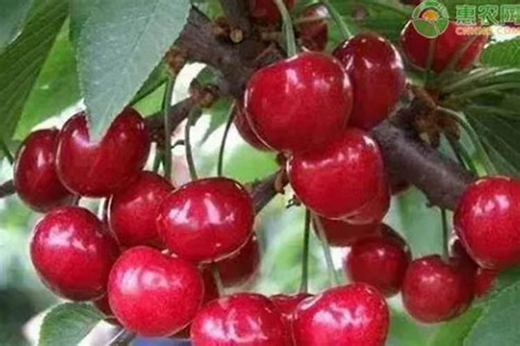 樱桃树上啥肥料好？