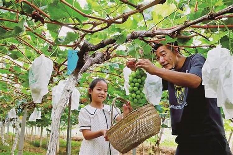 沼气液的成分是什么？